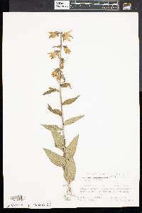 Campanula rapunculoides image