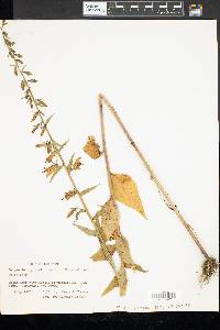 Campanula rapunculoides image