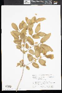 Lonicera morrowii image