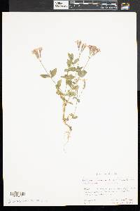 Silene armeria image