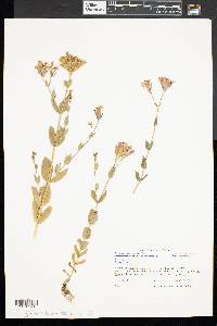 Silene armeria image