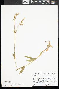 Silene latifolia image