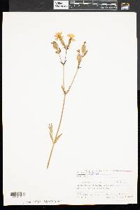 Silene latifolia image