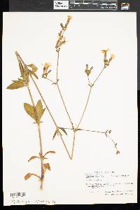 Silene latifolia image