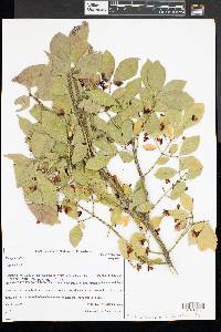 Euonymus alatus image