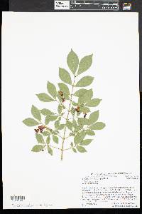 Euonymus alatus image