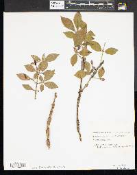 Euonymus alatus image