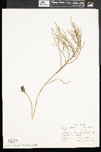 Salicornia europaea image