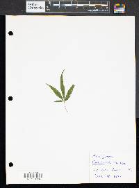 Cannabis sativa image