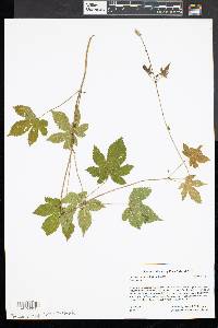 Humulus japonicus image