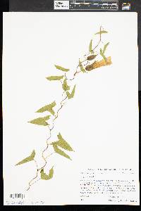 Calystegia sepium subsp. sepium image