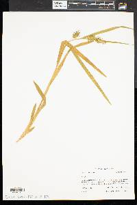 Carex folliculata image