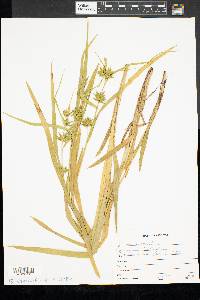 Carex folliculata image