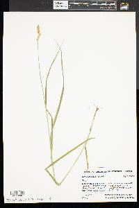 Carex projecta image