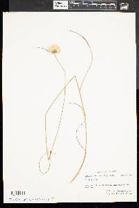 Eriophorum tenellum image