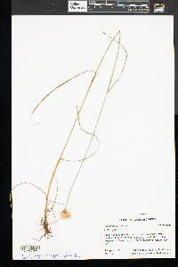 Eriophorum virginicum image