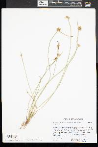 Schoenoplectiella purshiana image