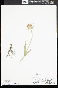 Dipsacus fullonum image