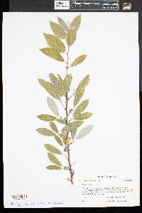 Elaeagnus umbellata image