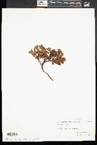Arctostaphylos alpina image