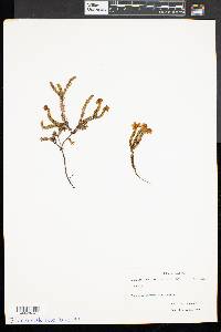 Cassiope stelleriana image