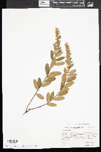Chamaedaphne calyculata image
