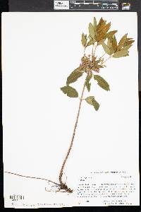 Kalmia angustifolia image