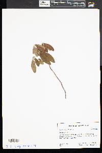 Kalmia angustifolia image
