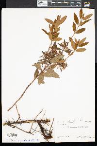 Kalmia angustifolia image