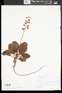 Pyrola elliptica image