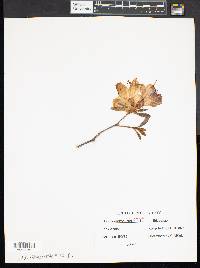 Rhododendron canadense image