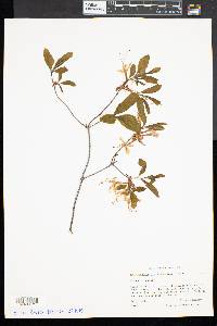 Rhododendron roseum image