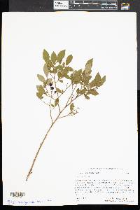 Vaccinium angustifolium image