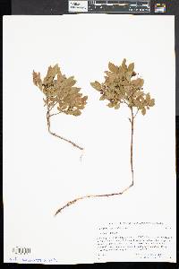 Vaccinium angustifolium image