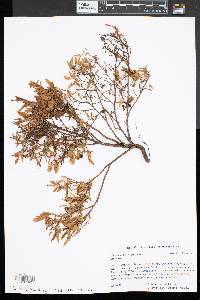 Vaccinium angustifolium image