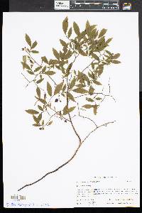 Vaccinium angustifolium image