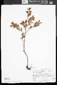 Vaccinium angustifolium image