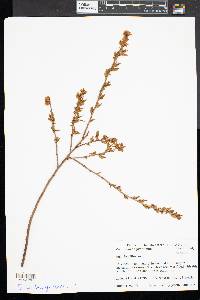 Vaccinium angustifolium image