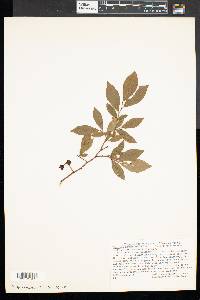 Vaccinium angustifolium image