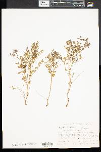 Psoralea fascicularis image