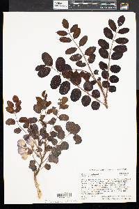 Robinia hispida image