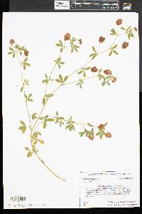 Trifolium aureum image