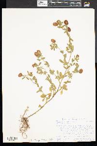 Trifolium aureum image