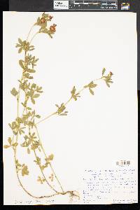 Trifolium aureum image