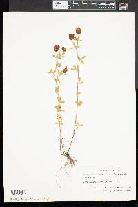 Trifolium aureum image