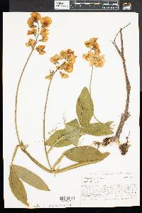 Lathyrus latifolius image