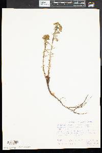 Euphorbia cyparissias image