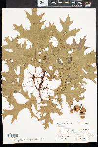Quercus coccinea image