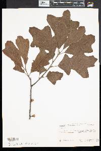 Quercus ilicifolia image