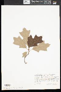 Quercus ilicifolia image